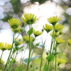 Doronicum als Mittwochsblümchen