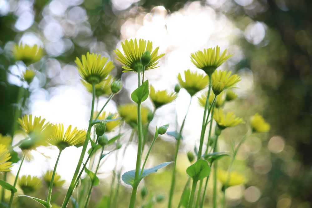 Doronicum als Mittwochsblümchen