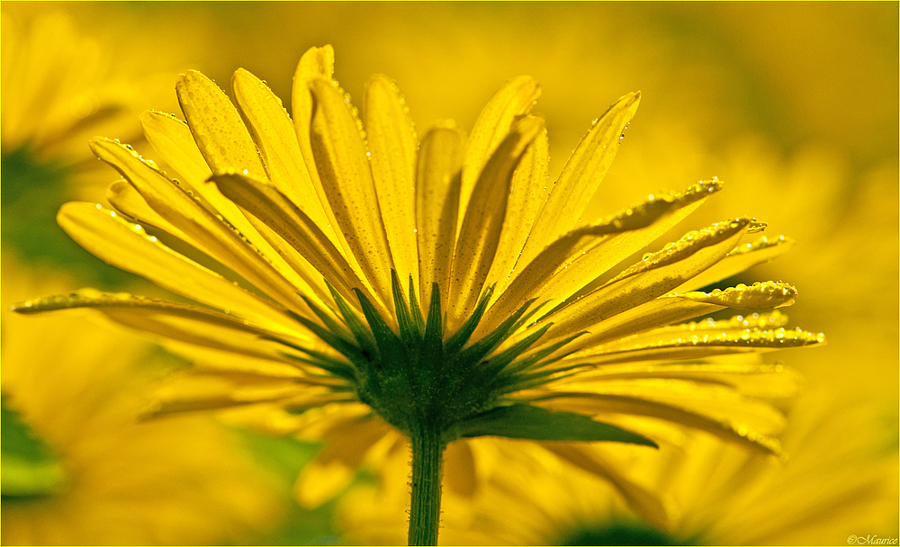 DORONICUM...