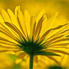 DORONICUM...