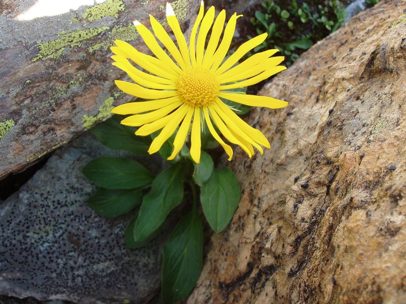 Doronicum clusii-eine wunderschöne Gemswurz