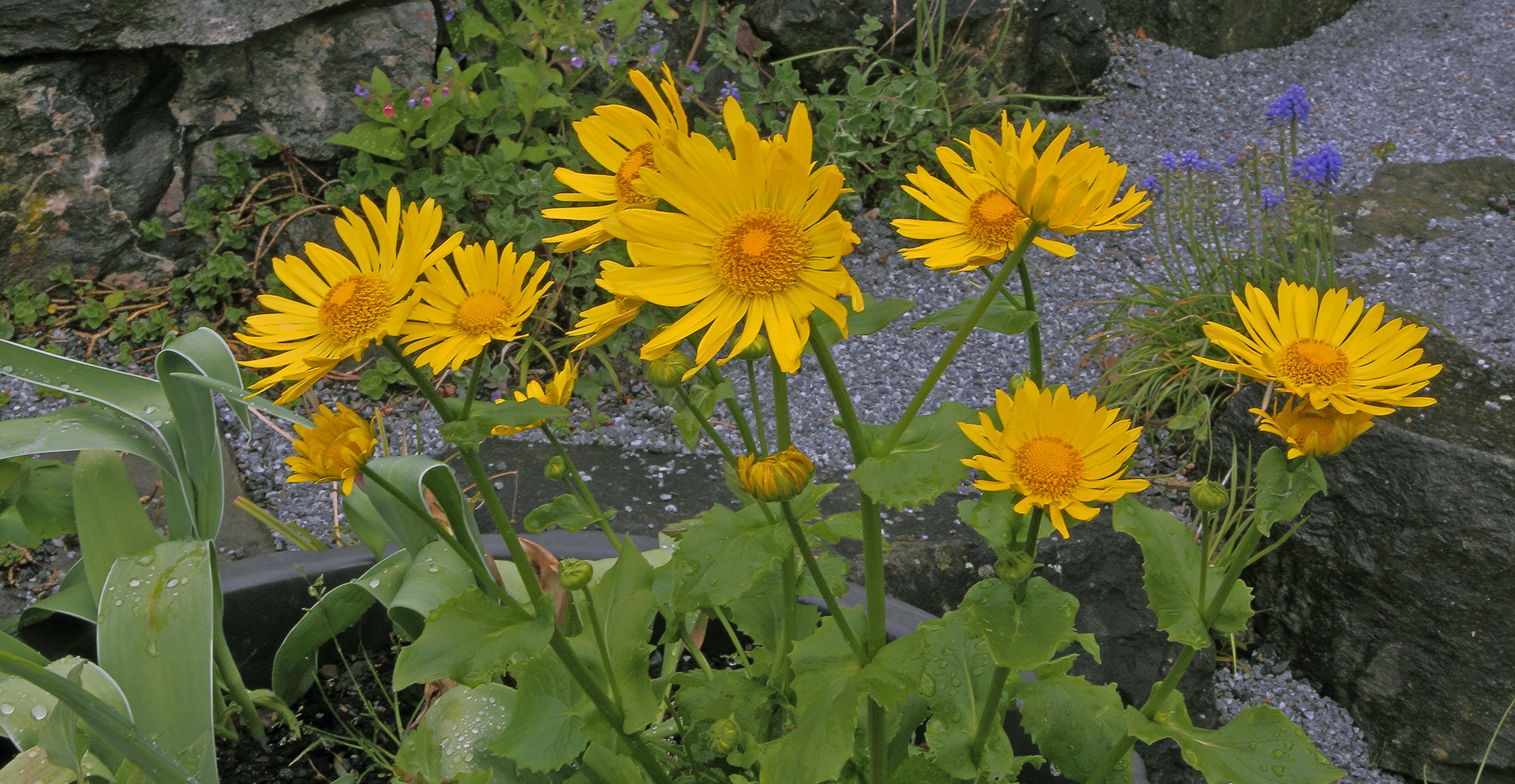 Doronicum mit dem schönen Namen "Little Leo" eine...