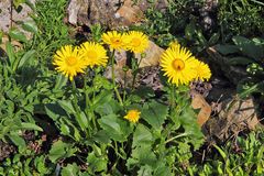 Doronicum orientale