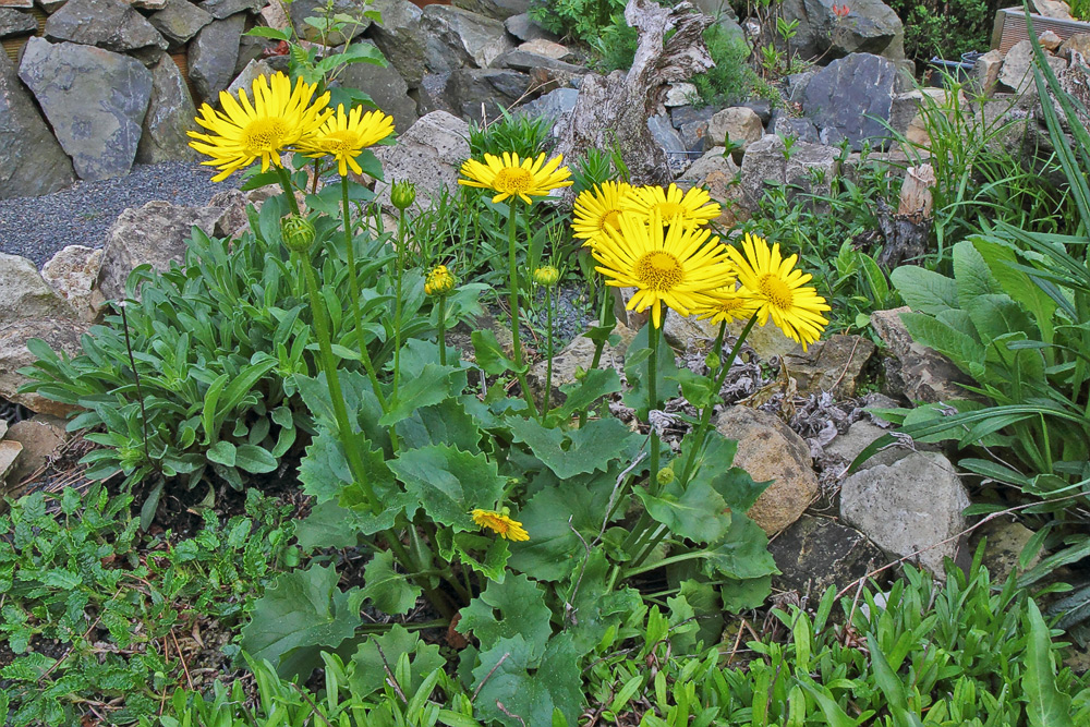 Doronicum orientale