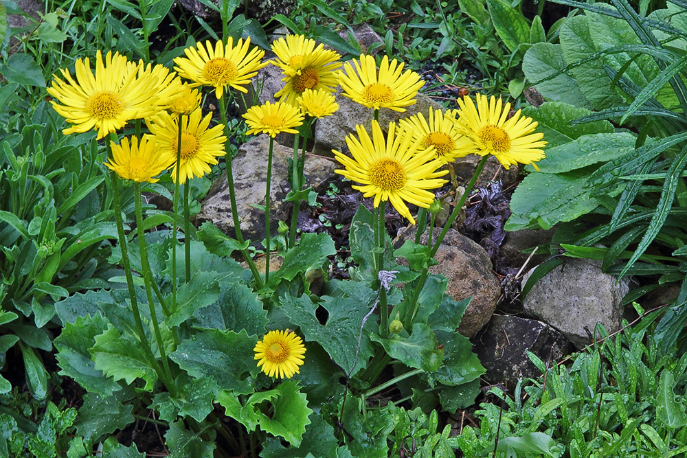 Doronicum orientale