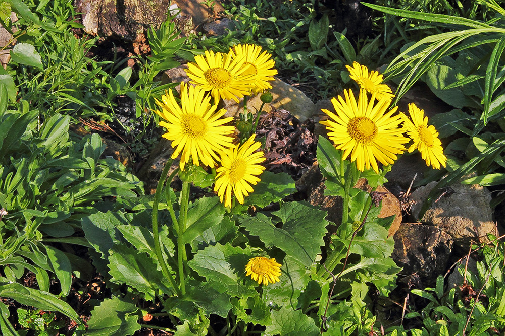 Doronicum orientale