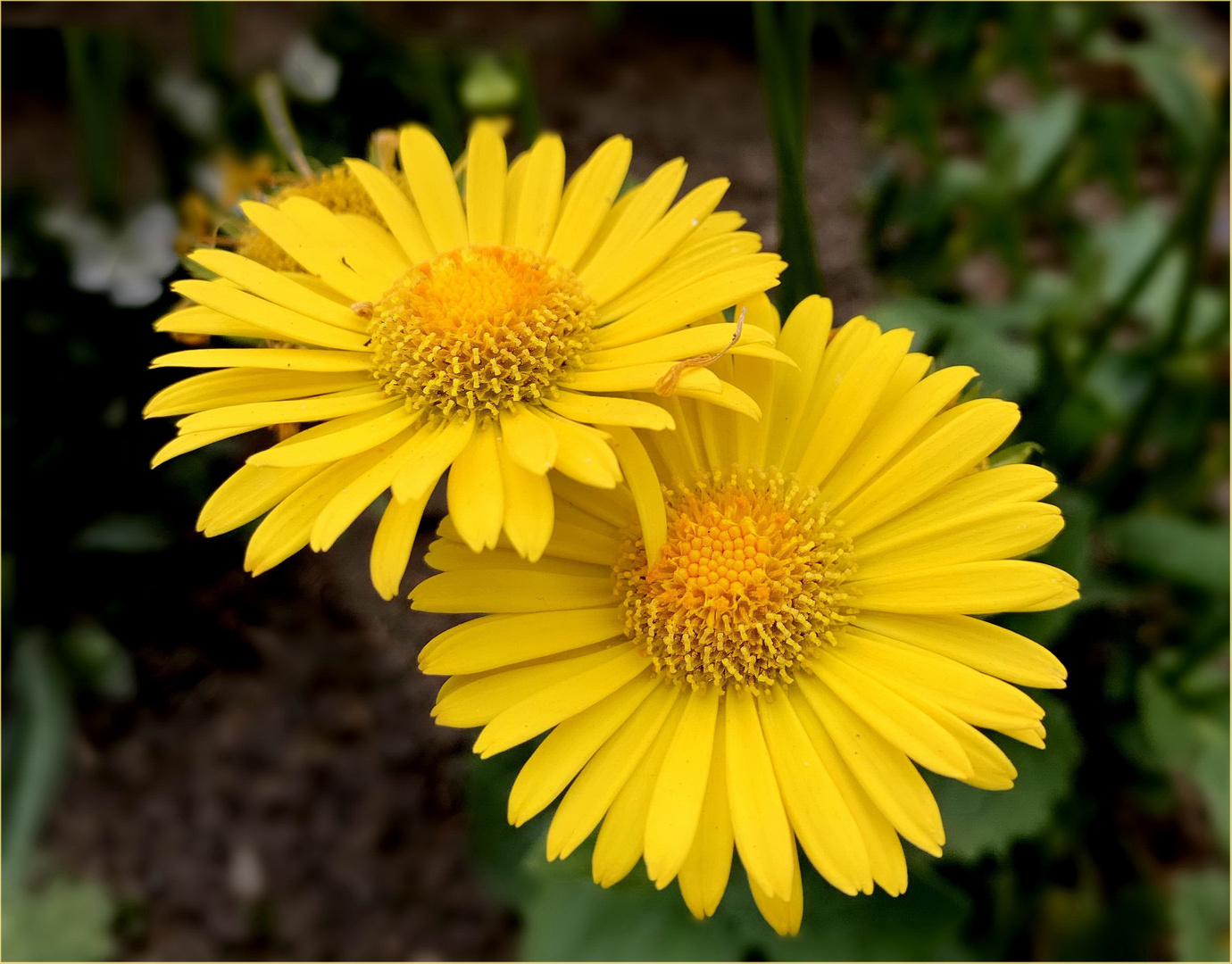 Doronicum orientale - Garten Gemswurz