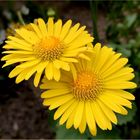 Doronicum orientale - Garten Gemswurz