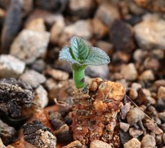 Dorstenia cuspidata