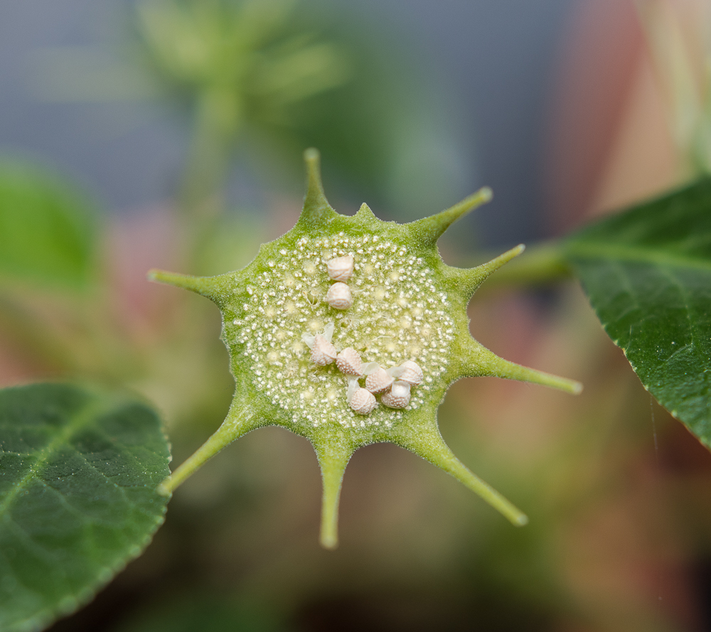 Dorstenia foetida