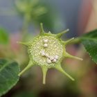 Dorstenia foetida