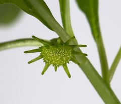 Dorstenia hildebrandtii I