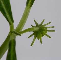 Dorstenia hildebrandtii III