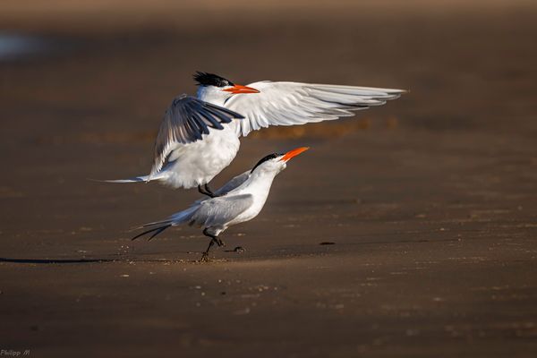 Dort geht’s ins königliche Paradies…
