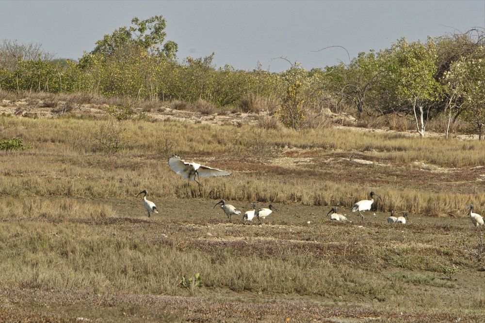 Dort in Karumba