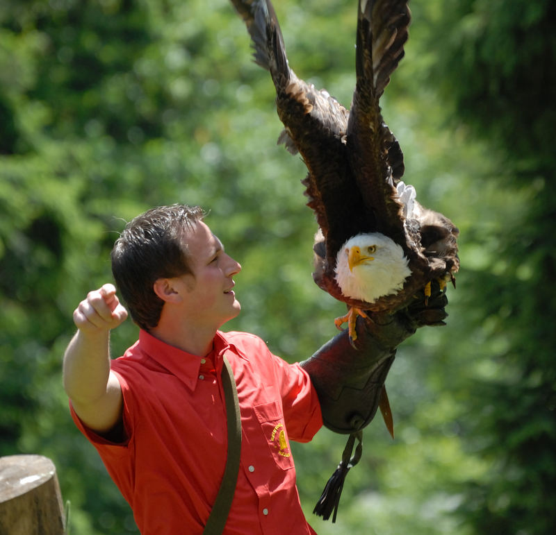 Dort ist deine Beute, Weißkopfseeadler mit Falkner