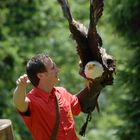 Dort ist deine Beute, Weißkopfseeadler mit Falkner