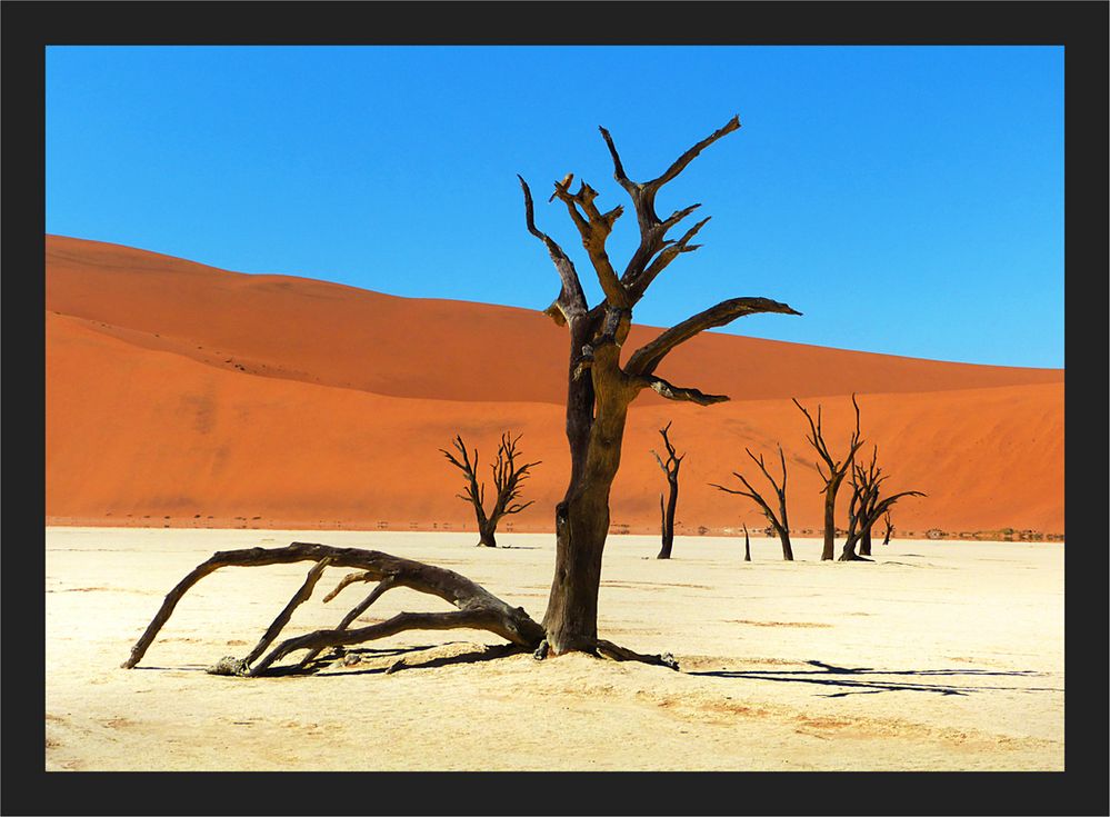 Dort oben auf dem alten Baum