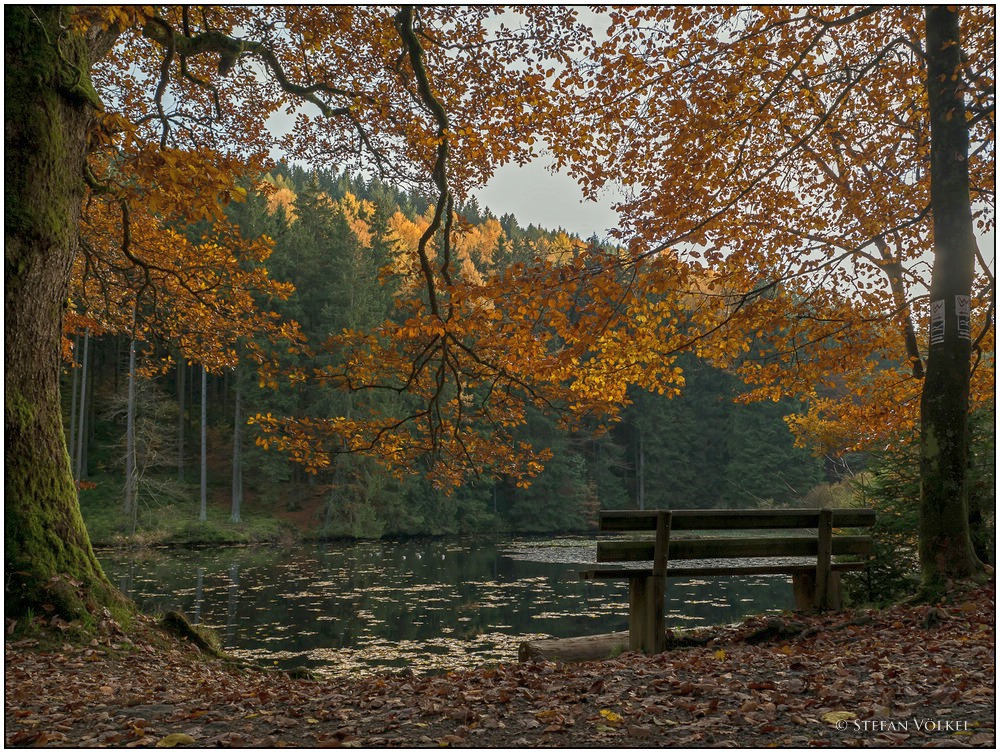 Dort oben im Wald