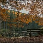 Dort oben im Wald