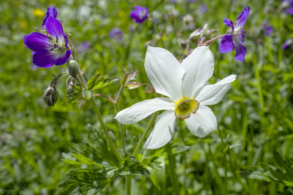 dort werden Blumen blühen