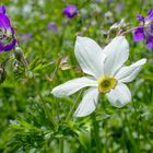 dort werden Blumen blühen