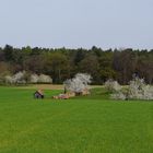 Dort, wo aktuell die Kirschbäume blühen