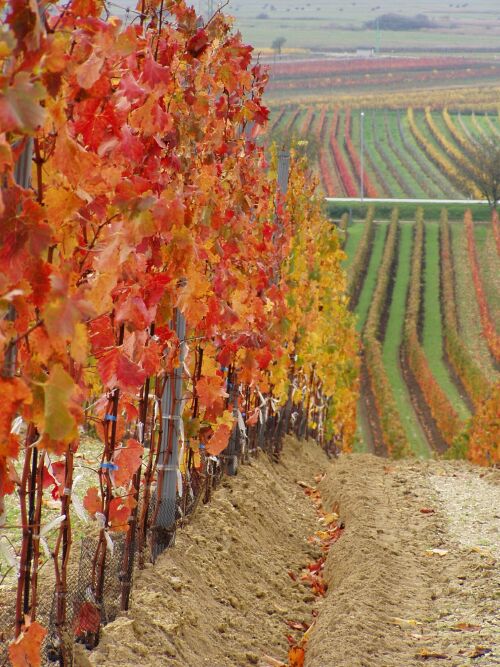 Dort wo der beste Wein wächst...