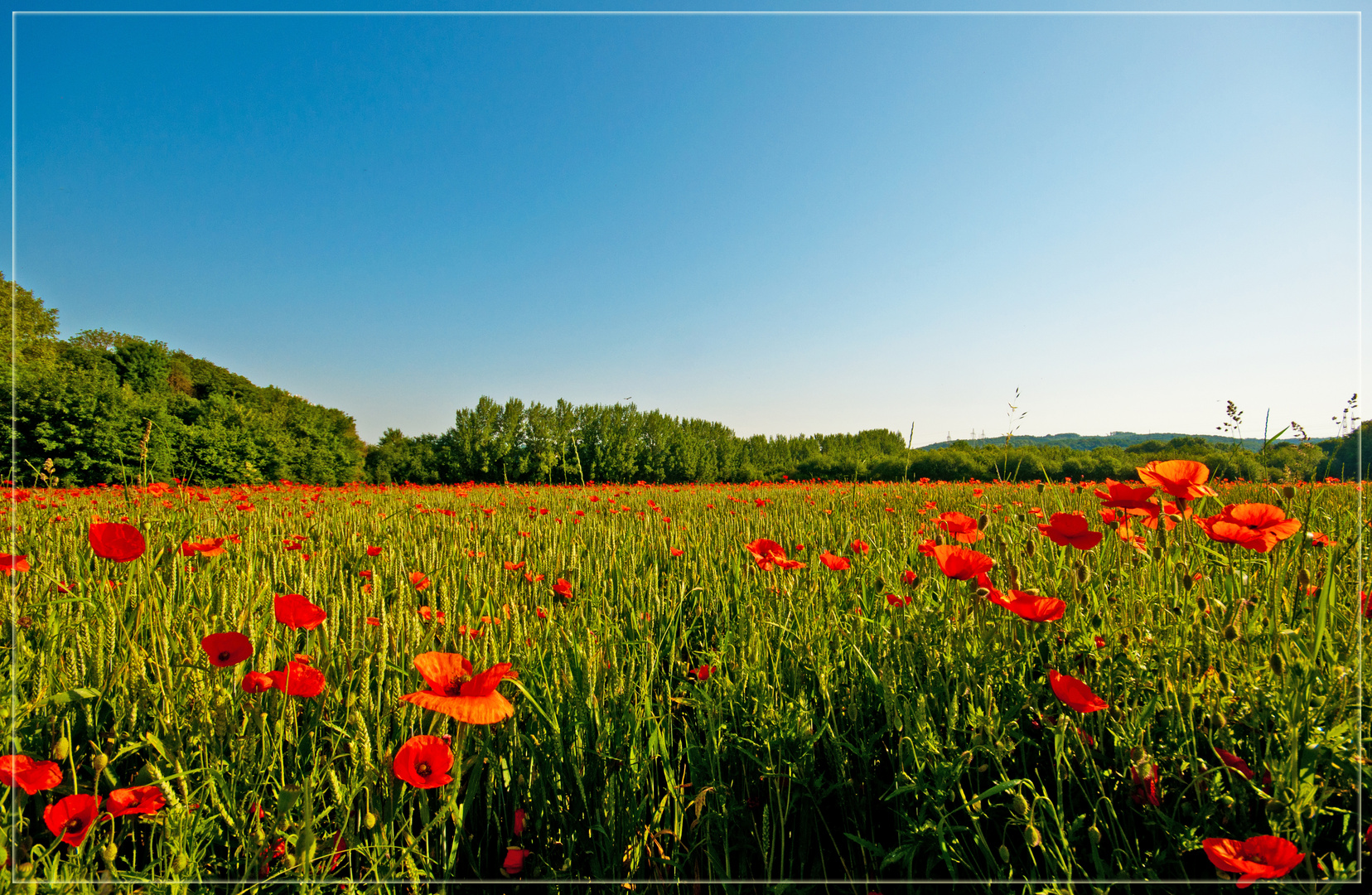 Dort wo der Mohn blüht