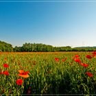 Dort wo der Mohn blüht