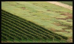 Dort, wo der Wein wächst ...2