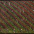 Dort wo der Wein wächst ... - 6 (beschnittene Version)