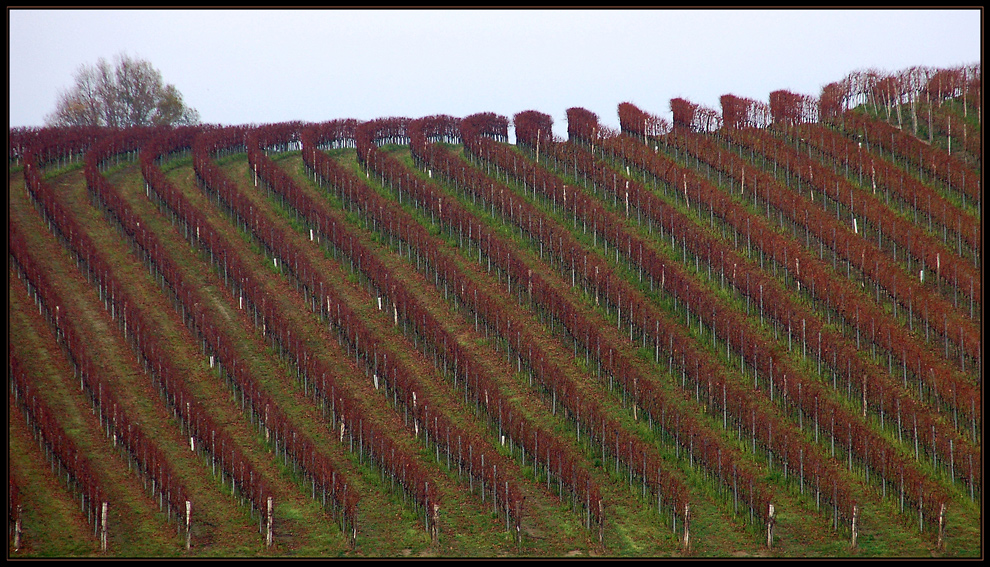 Dort wo der Wein wächst... - 6 Wochen später