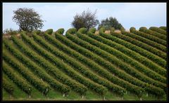 Dort, wo der Wein wächst