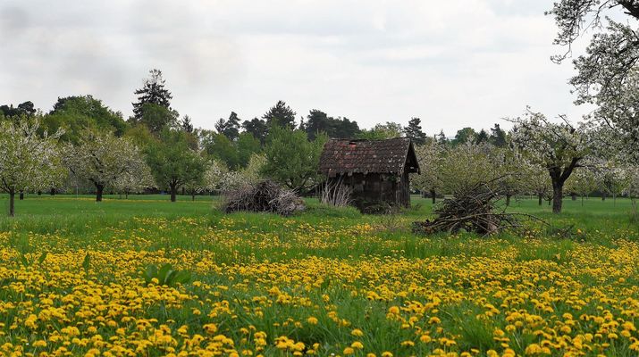 Dort, wo die Kirschbäume blühen