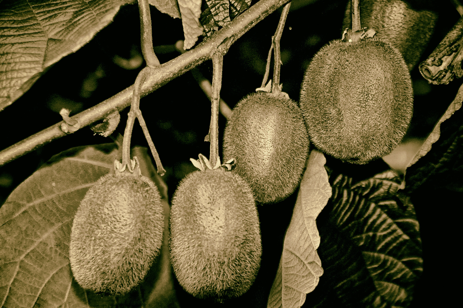dort wo die Kiwi's wachsen Foto & Bild australia & oceania, new