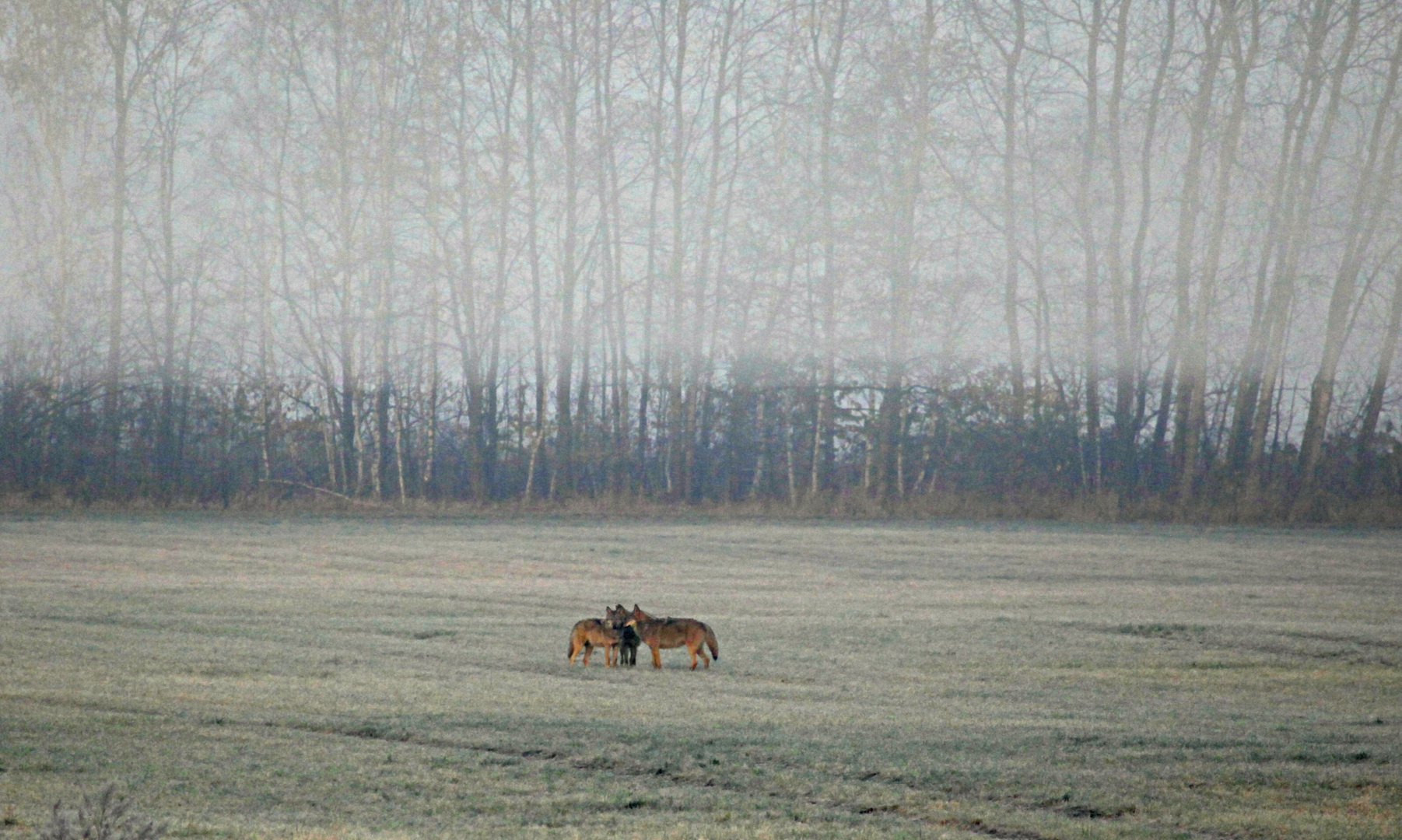 ... dort, wo die Tiere spielen - Regelbesprechung