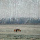 ... dort, wo die Tiere spielen - Regelbesprechung