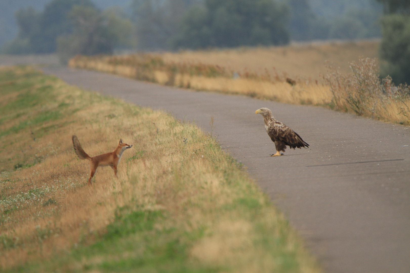 Dort wo Fuchs und Adler sich guten Morgen wünschen.