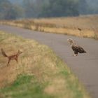 Dort wo Fuchs und Adler sich guten Morgen wünschen.