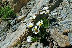 dort wo nichts mehr wächst, blühen diese Margeriten am Schönsten