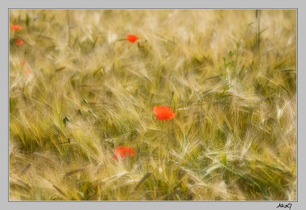 Dort wucherte Mohn