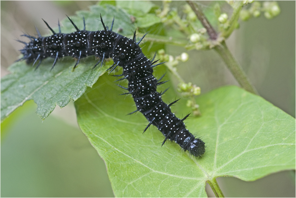 D'ortie en liseron : chenille du Paon du jour