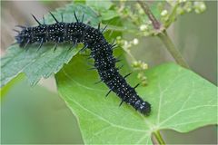 D'ortie en liseron : chenille du Paon du jour