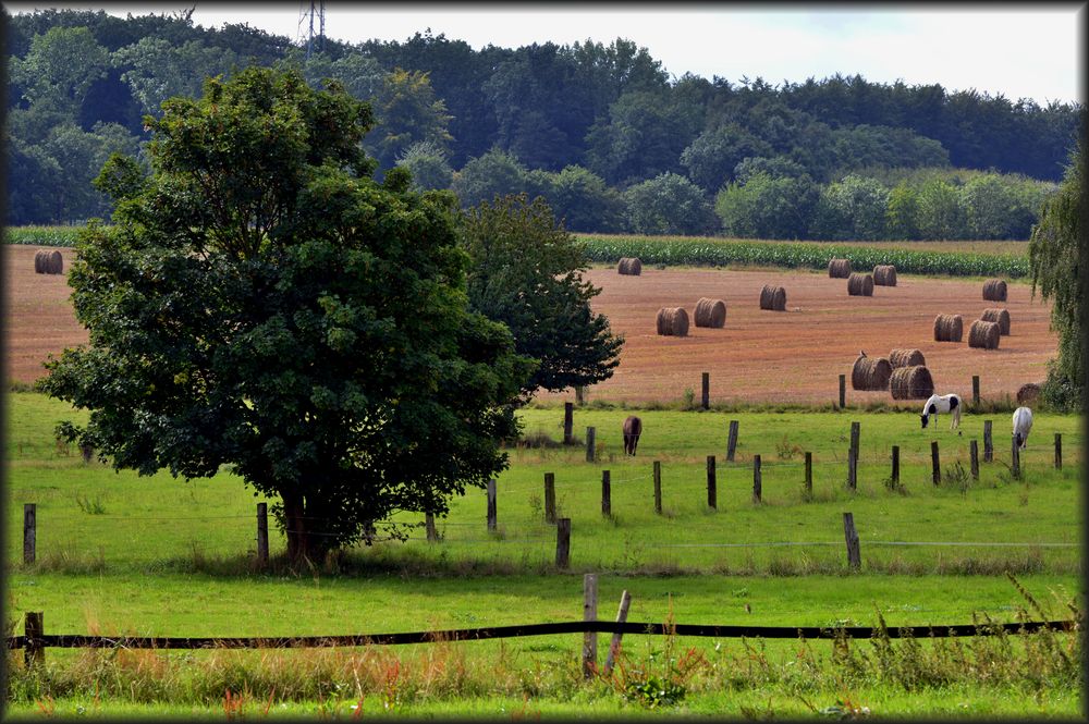 Dortmund Löttringhausen Natur pur II