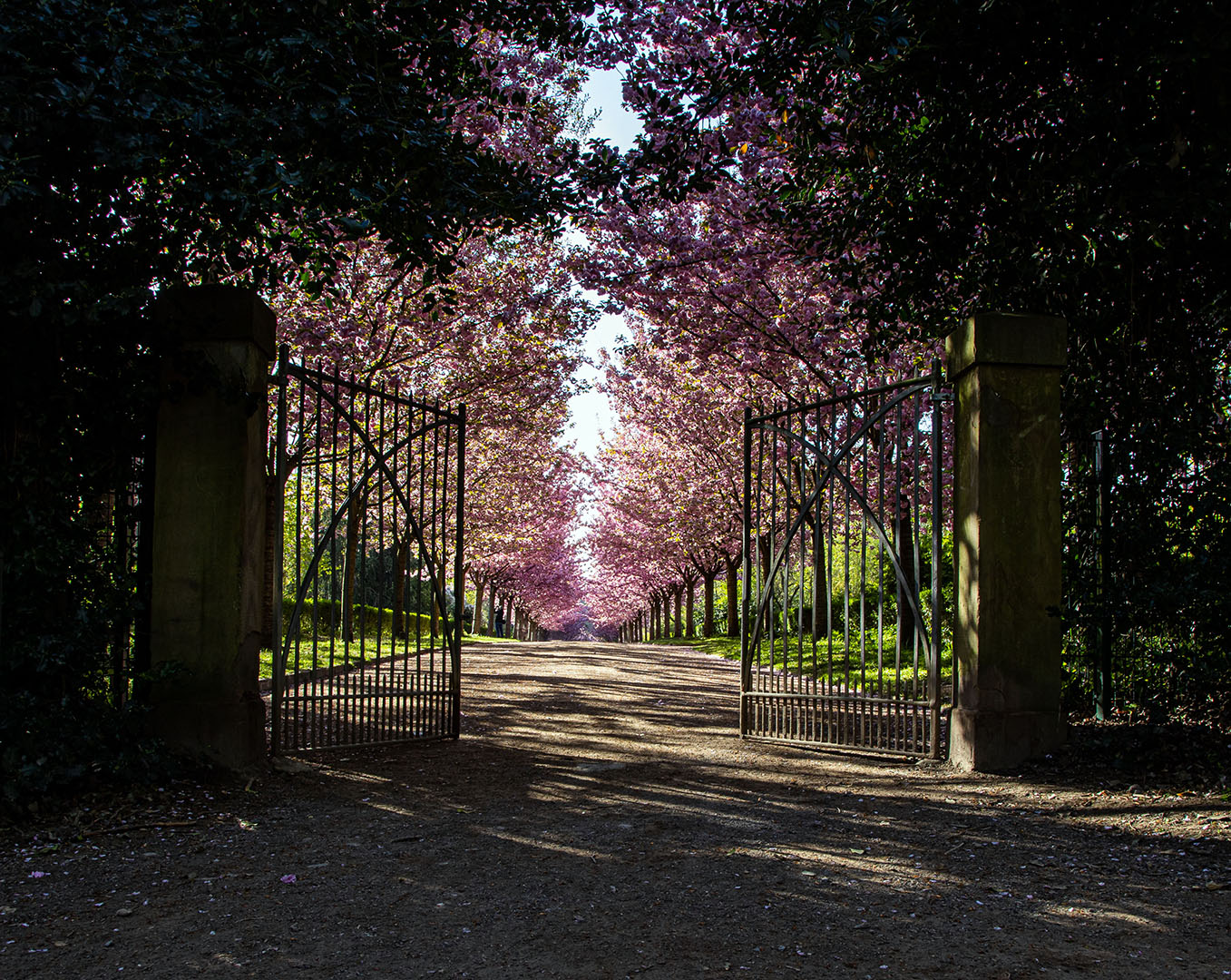 Dortmund, Rombergpark, Kirschblüten