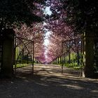 Dortmund, Rombergpark, Kirschblüten