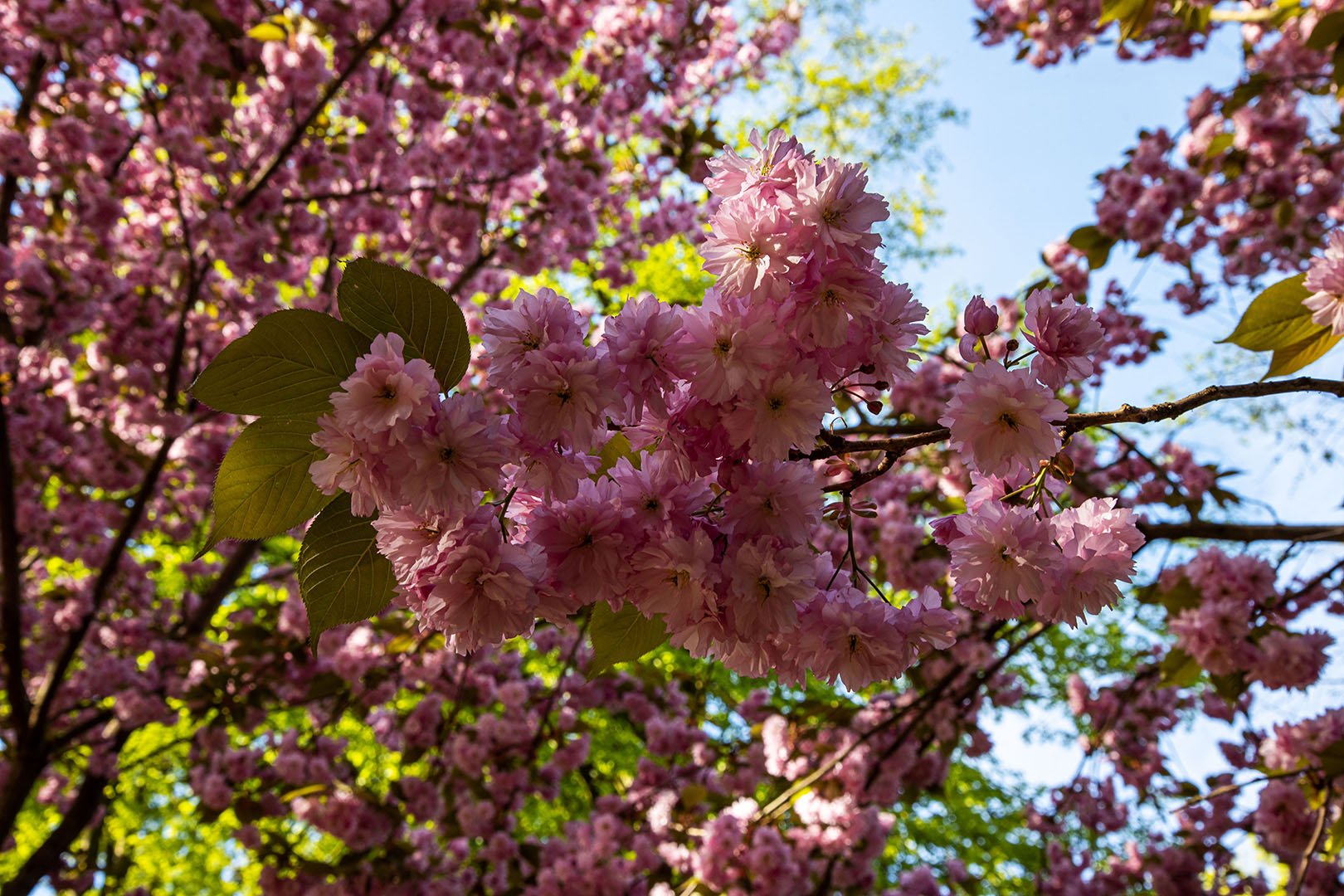 Dortmund, Rombergpark, Kirschblüten