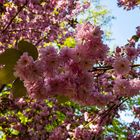 Dortmund, Rombergpark, Kirschblüten