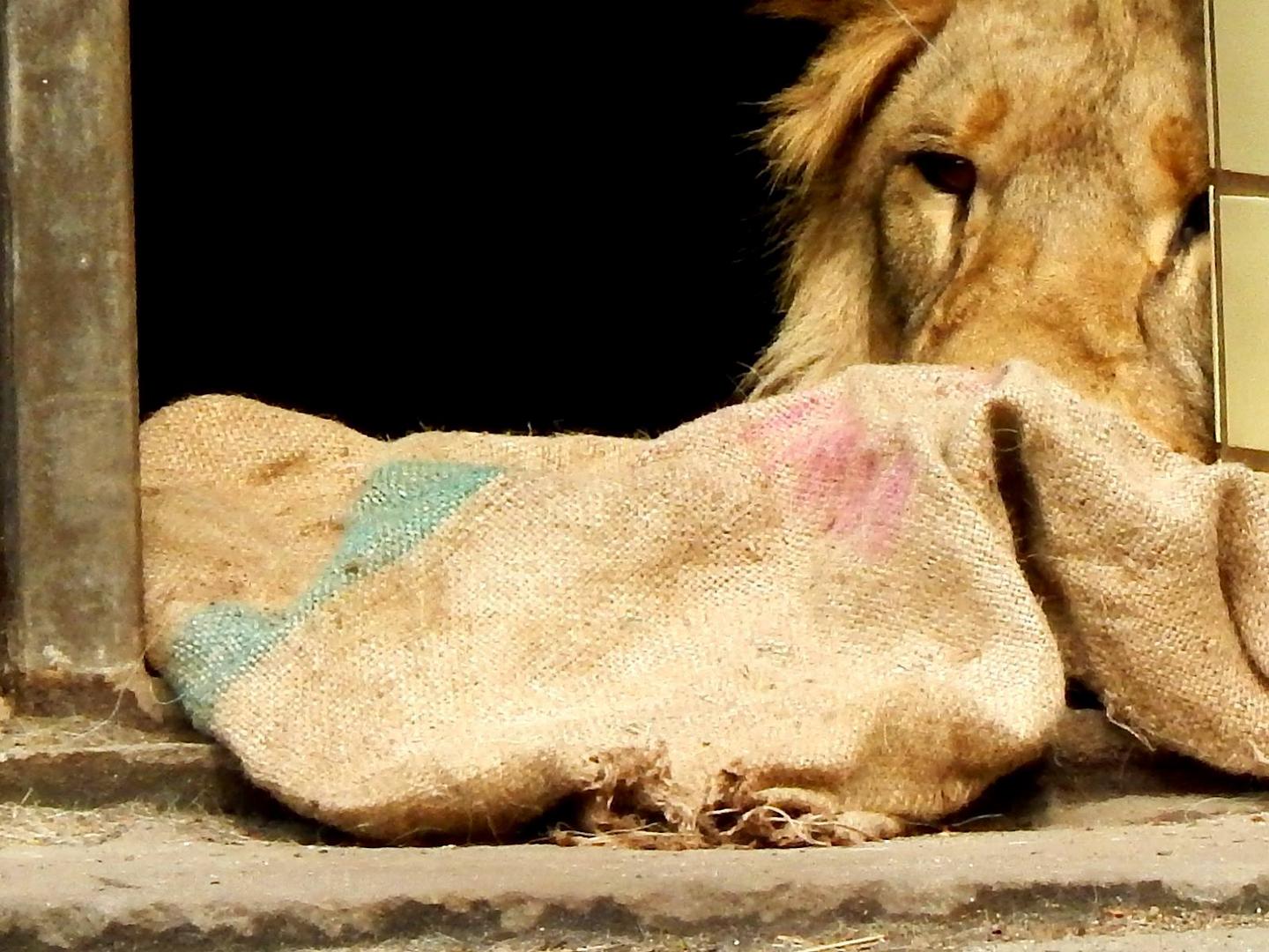 Dortmund Zoo ...Löwe